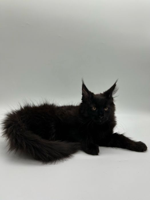 Мейн кун мальчик с документами