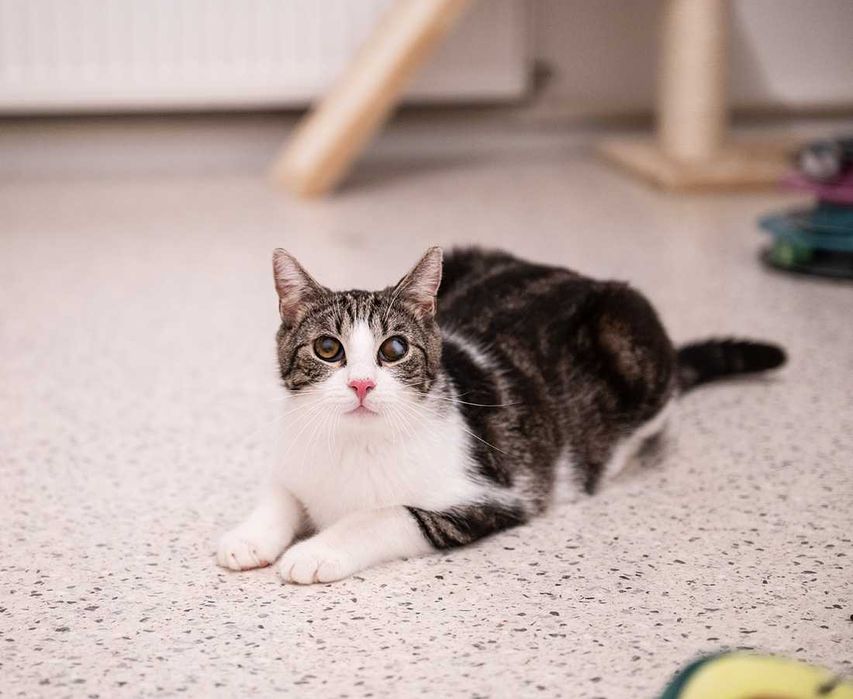 Kot do adopcji - BOBI, 1 rok