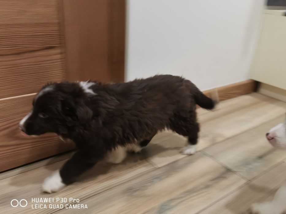 Border collie piesek czekoladowo biały.