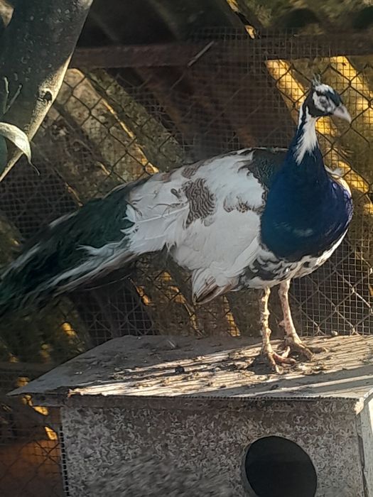 Pavões arlequim maicho adulto ,femias adulta