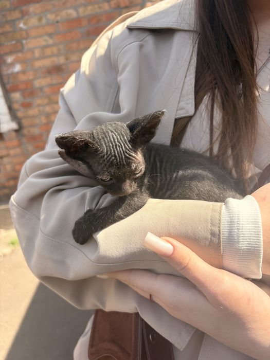 Котики в хороші руки