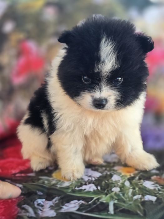 Spitz Lulu Macho