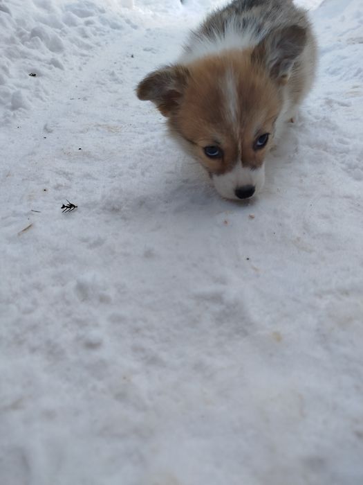 Вельш коргі малюки