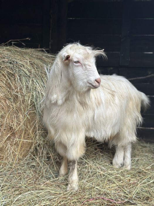 Cabrito adulto lindo