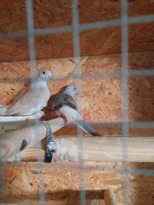 Casal de rolas diamante