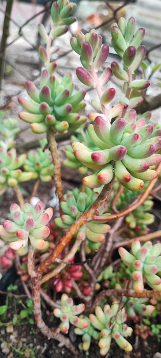 Suculenta vendo estacas