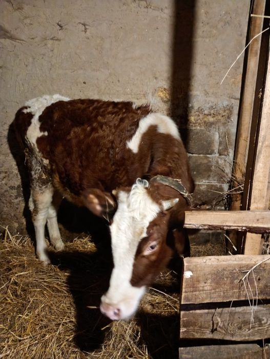 Продаю телицю. Терміново.