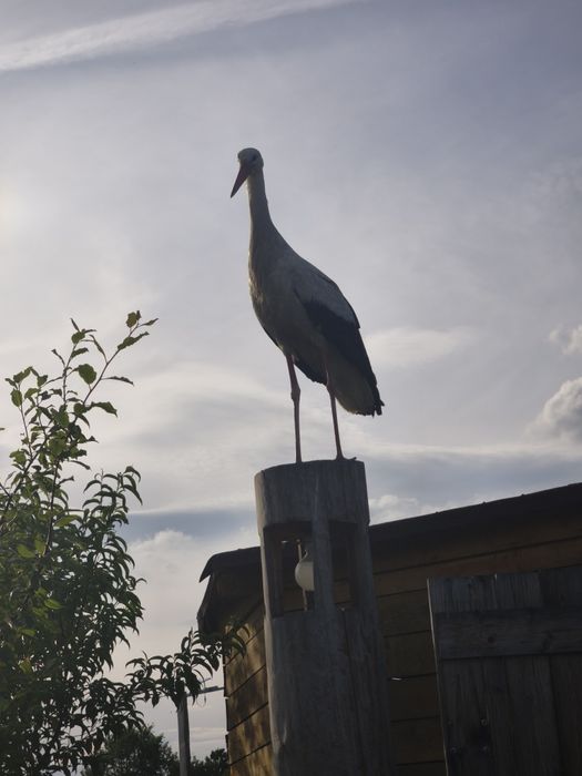 Pokoje,domki, spływ kajakowy, Mazury