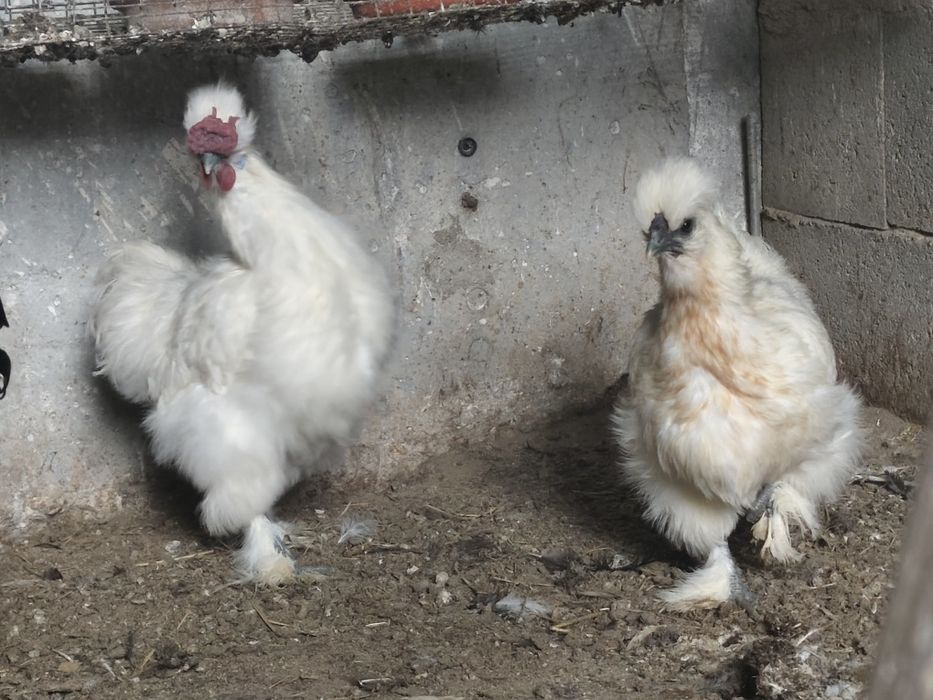 Coquinho sedoso branco