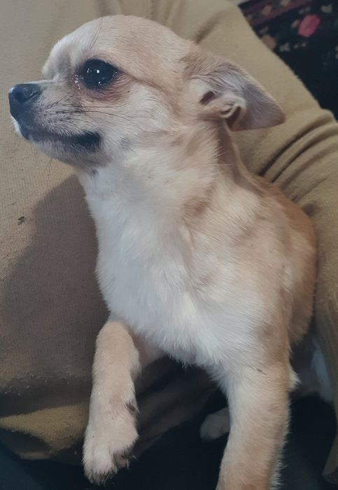 Гладкошерстный мальчик чихуахуа