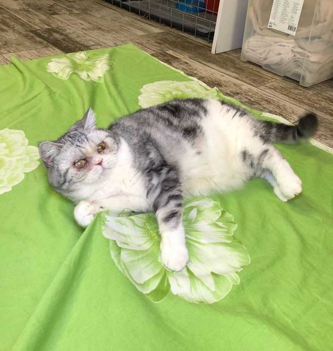 Толстушка Шотландская кошечка Пушинка, нежная и добрая, 1-3 годика