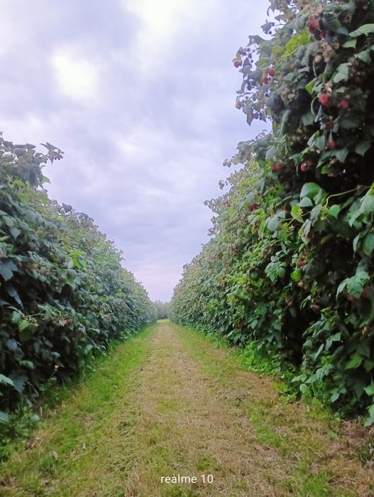 Sadzonki malin letnie i jesienne WYSYŁKA