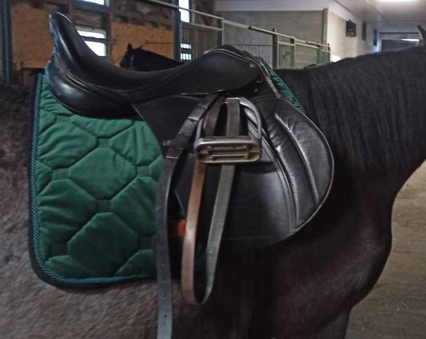 Czaprak First Horse On The Moon