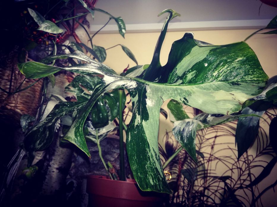 Monstera Typ Oceana Variegata NoID wielka RZADKOŚĆ Philodendron Albo