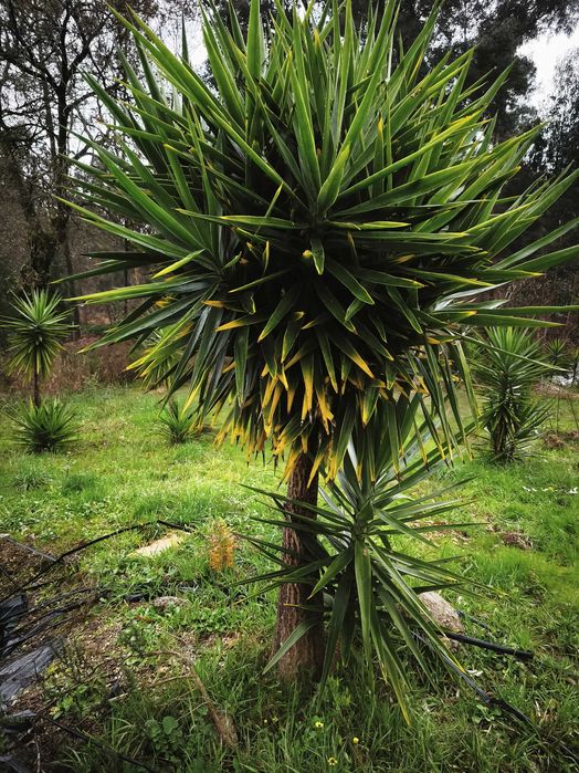 Fiteiras para jardins. Verdadeiras estátuas vivas