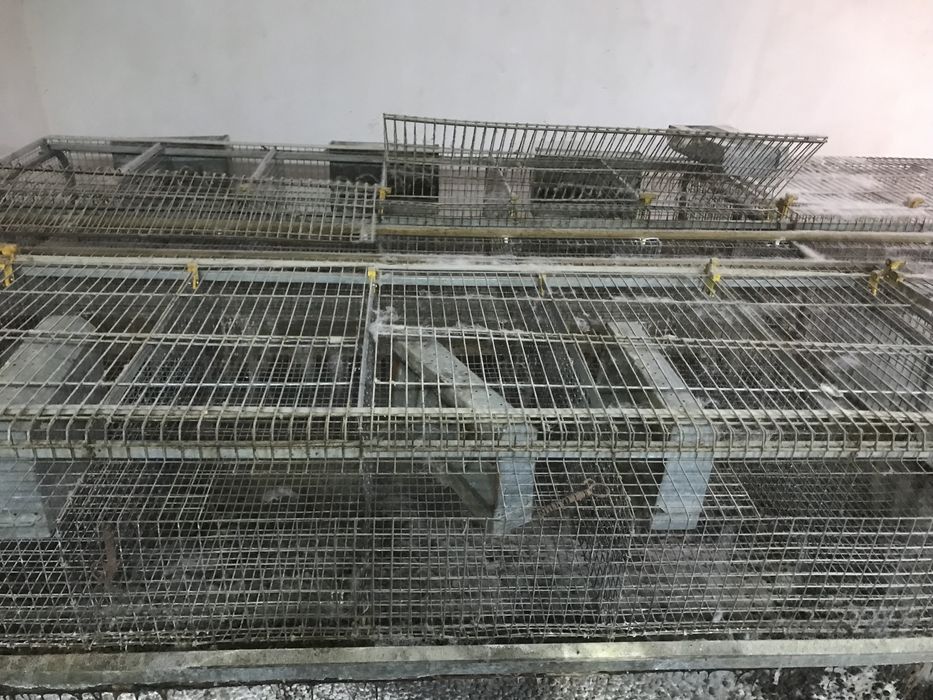 Фермерські клітки для кроликів