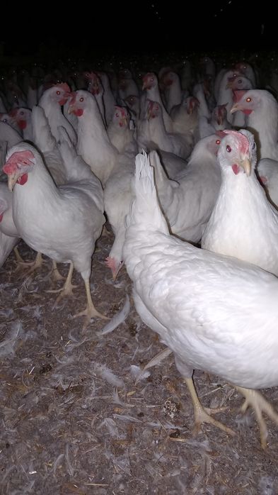 Kury Nioski Leghorn 24 tygodnie! Wysyłka od 10 sztuk!
