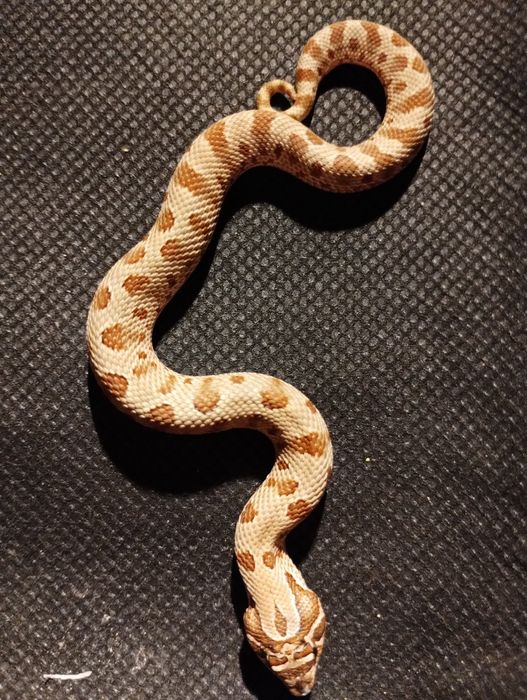 Heterodon zachodni moon dust (arctic lavender)