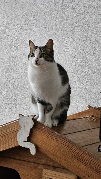 Gatinha Minnie para adopção