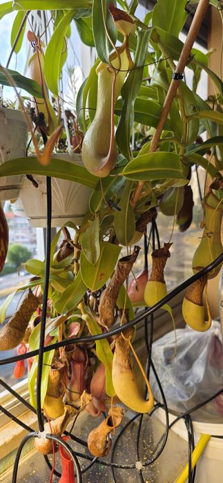 Vendo plantas carnívoras