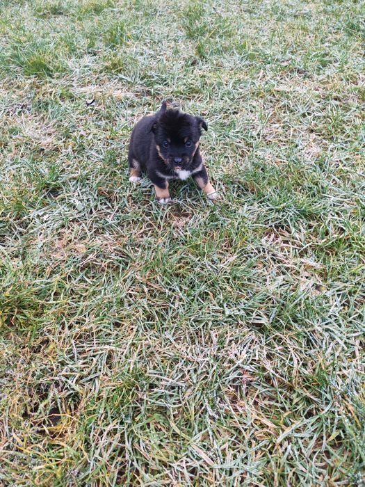 Oddam szczeniaki/pieski/Za darmo