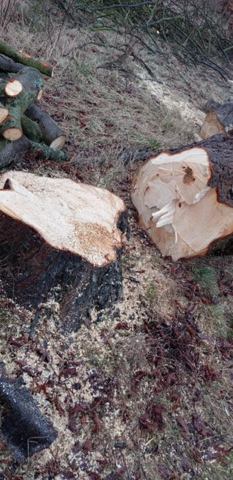 Cięcie drewna opałowego Wycinka drzew karczowania działek, koszenie