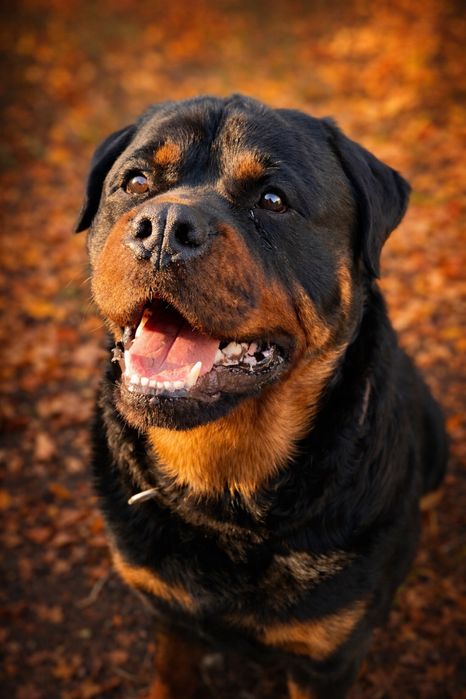 Кобель ротвелера вязка