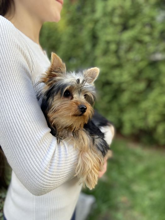 Дівчинка йорк 5 місяців