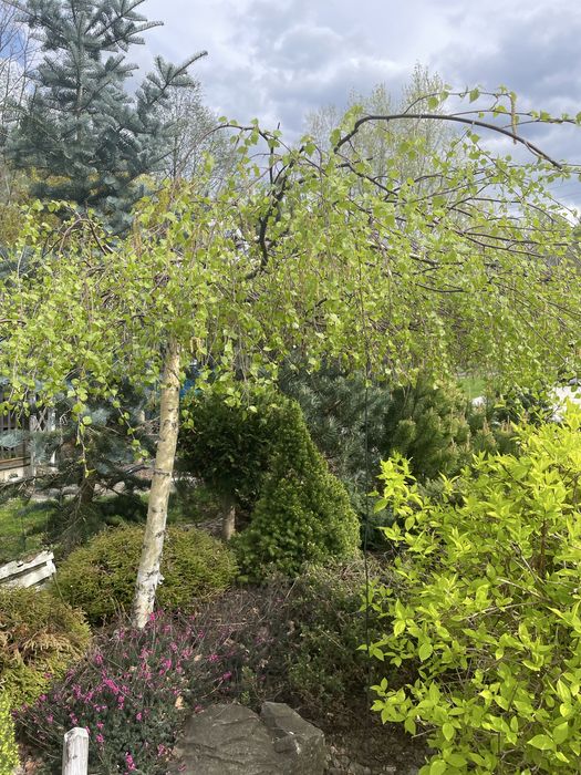 Brzoza doorenbos 12-14cm