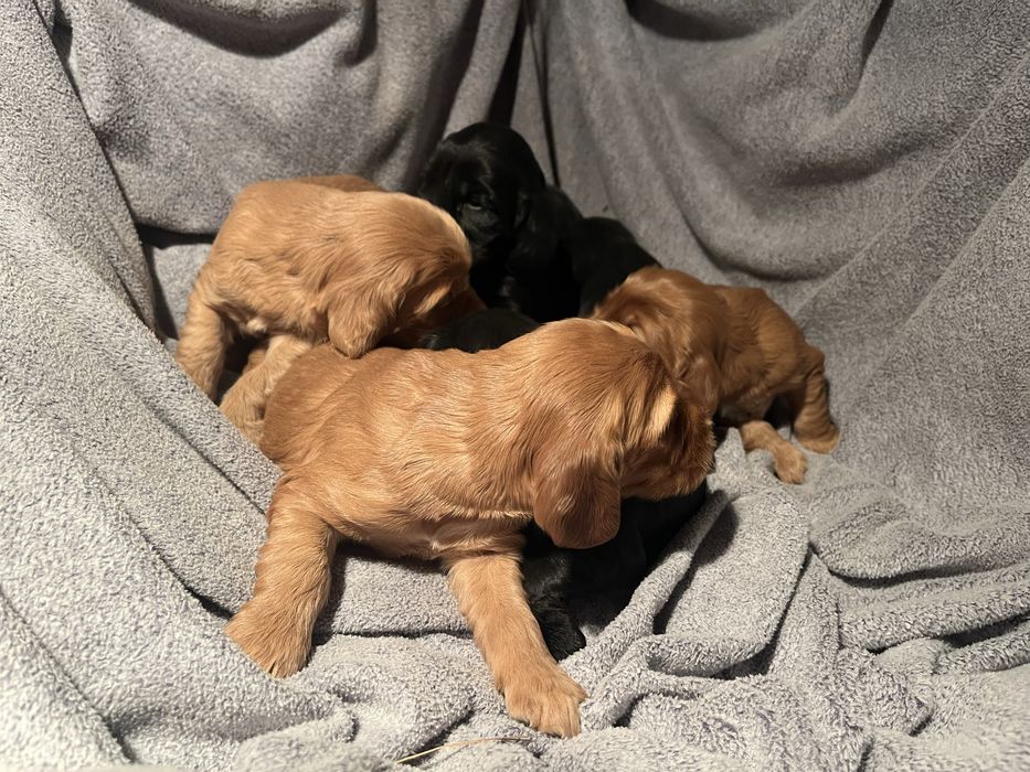 Cocker spaniel cudowny szczeniak