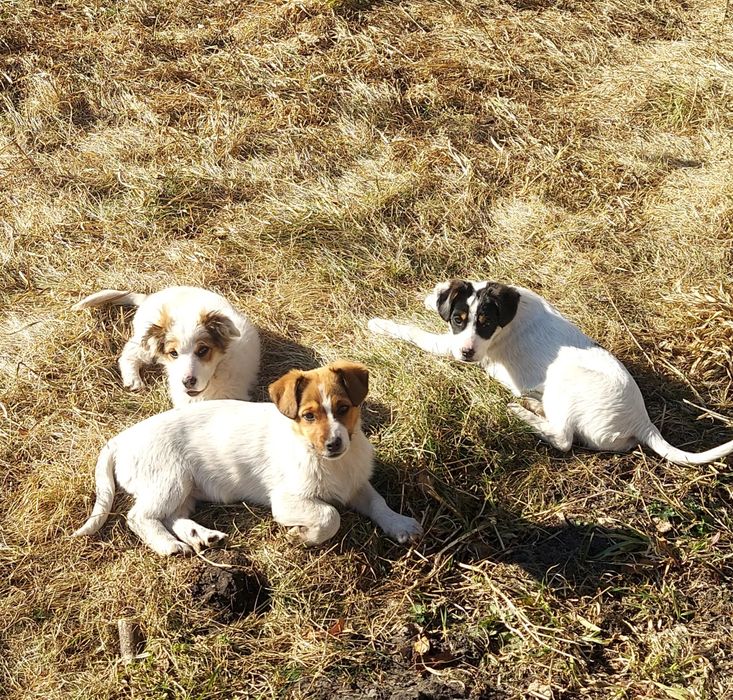 Віддам в добрі руки цуценят