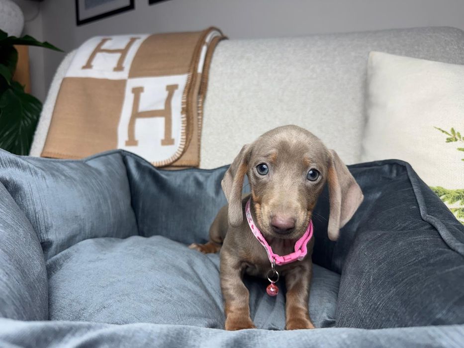 jamnik miniaturowy szczeniak lilac