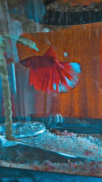 Vendo betta macho