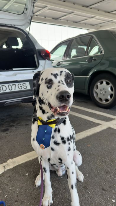 Dalmata macho procura namorada