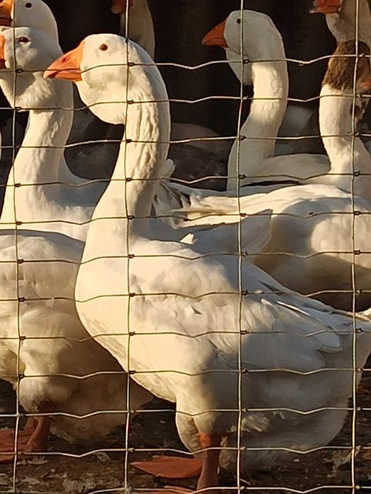 Продам гуси ,гусей Холмогорів молодь