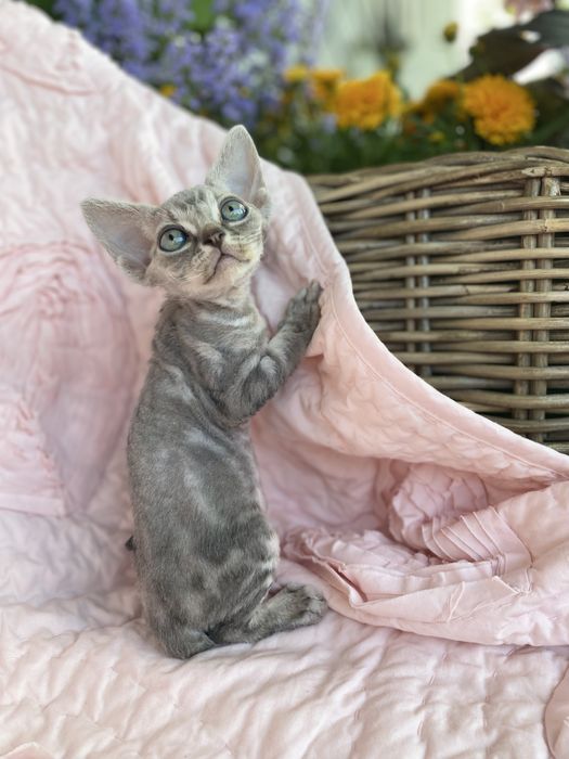 Ollie Calvados*PL chłopczyk Devon Rex niebieski klasyk