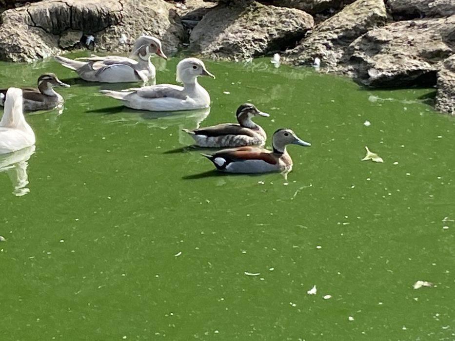 Cyraneczki czerwonoramienne kaczki ozdobne samce