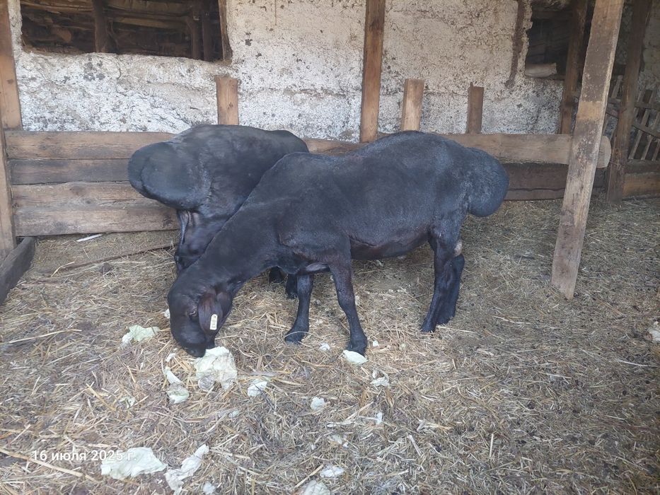 Продам  або обміняю барана