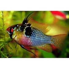 Pielęgnica Ramireza XL. Cetarius