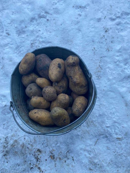 Продам велику картоплю