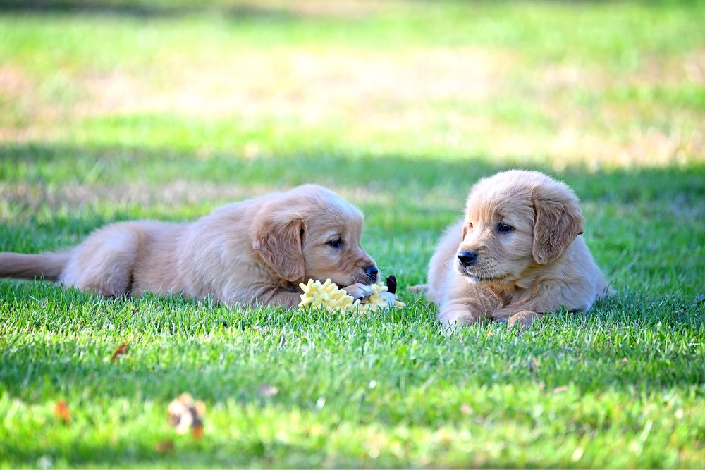 Złota suczka golden retriever do odbioru