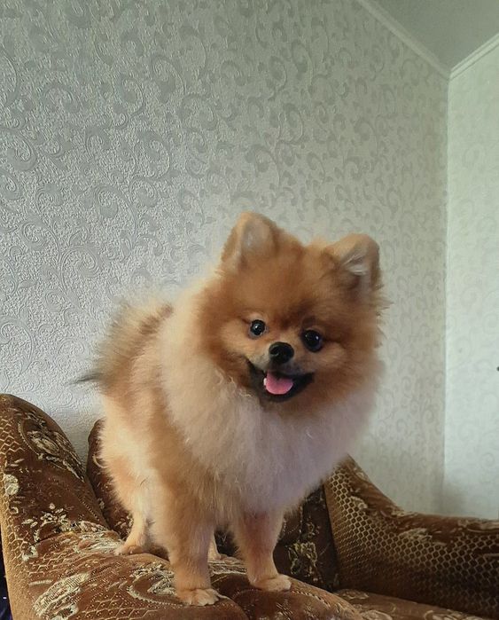 Продаётся щенок шпиц