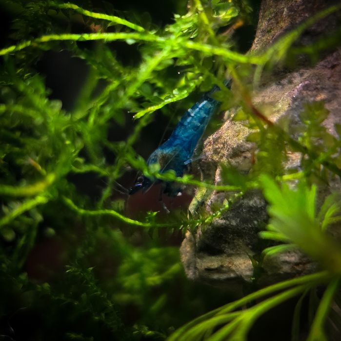 Krewetki Neocaridina Blue Velvet