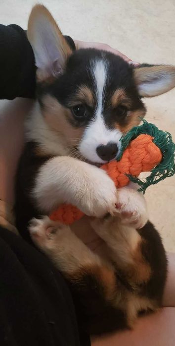 Цуценята коргі 2 місяці