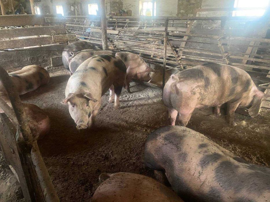 Продам свині жива вага
