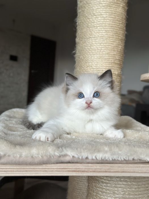 Kocurek ragdoll hodowlano wystawowy FPL