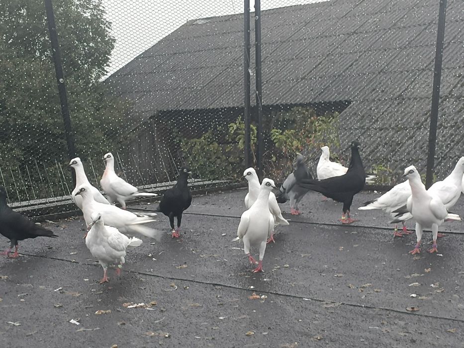 Gołębie wiedeńskie