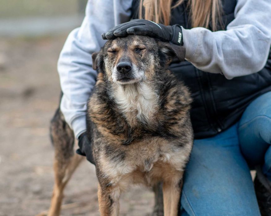 Kochany psiak HUDSON szuka domku!