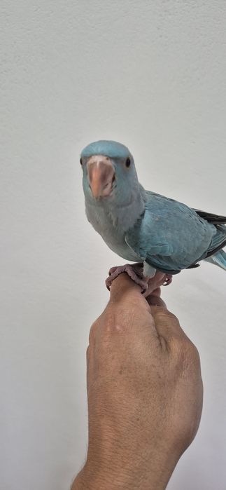 Ring nek azul criado a mão