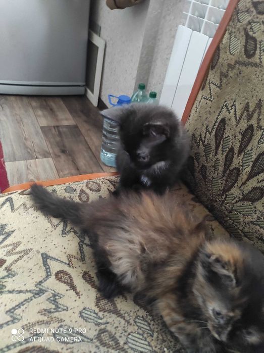 Котята мальчик и девочка